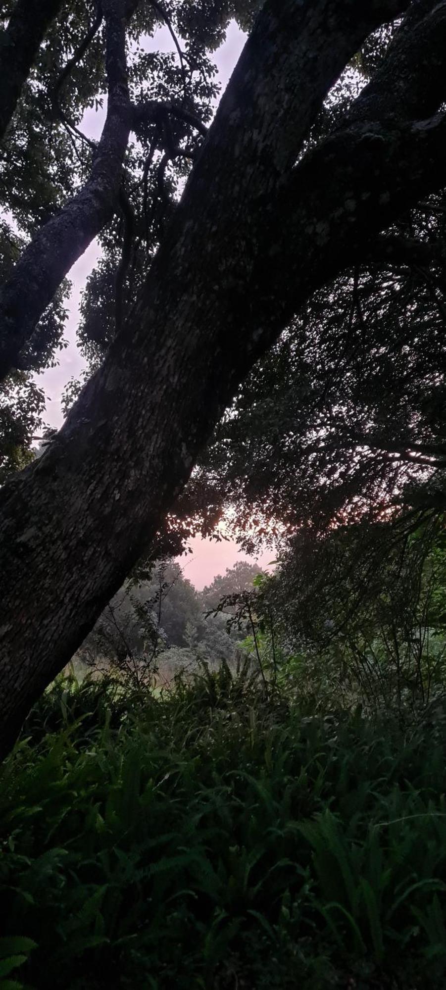 Mosswood Bed & Breakfast Graskop Luaran gambar